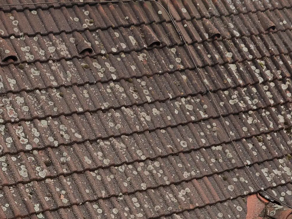Detail tašek porostlých lišejníkem před čištěním